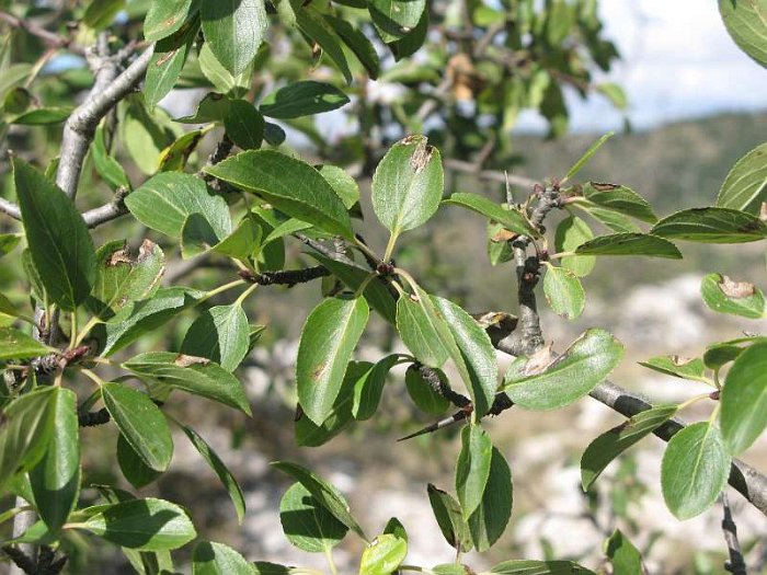 Rhamnus cathartica (2)